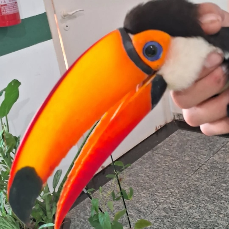 Noticia resgate-do-tucano-chico