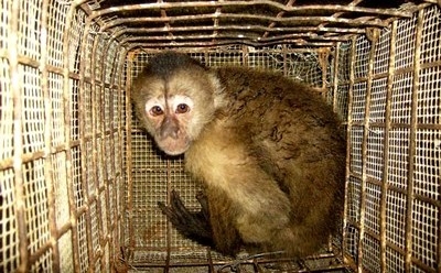 Noticia trafico-de-animais-e-crime-denuncie