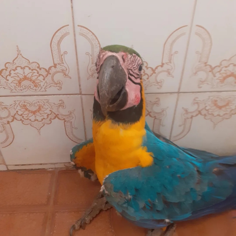 Noticia arara-caninde